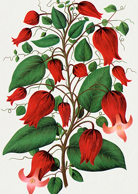 Red Bell Flowers and Green Leaves