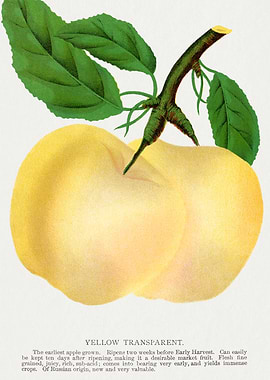 Yellow Transparent Apple Illustration