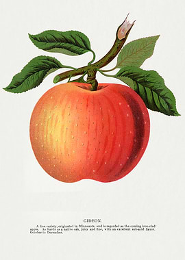 Gideon Apple Illustration