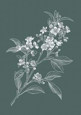 White Cherry Blossoms on Teal Background