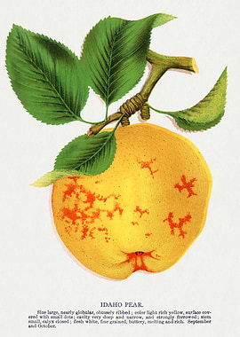 Idaho Pear Illustration