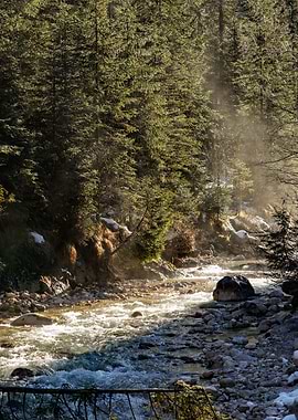 Misty Mountain Stream in Forest