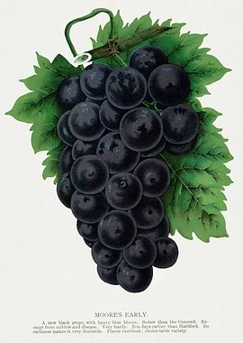 Moore's Early Black Grapes