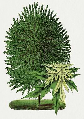 Botanical Illustration of Evergreen and Maple Leaves