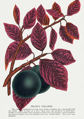 Prunus Pissardi Branch with Fruit