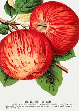 Duchess of Oldenburg Apples