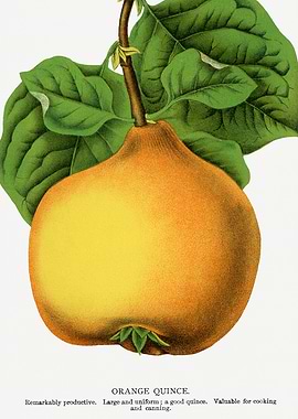 Orange Quince Fruit Illustration