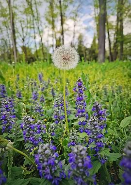 Dandelion in a Field of Purple Flowers