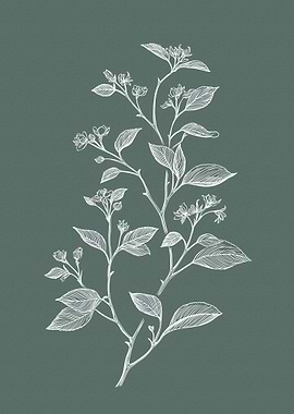 White botanical illustration on green background