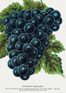 Vintage illustration of Worden's Seedling grapes