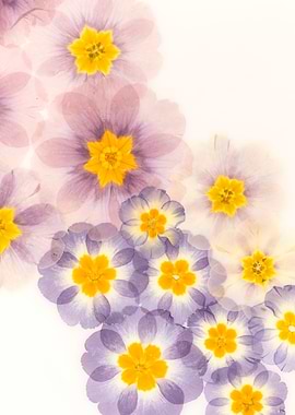 Overlay of Purple and Yellow Flowers