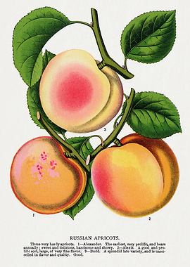 Vintage Illustration of Russian Apricots