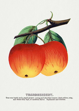 Vintage Apple Illustration