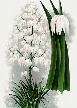 White Yucca Flowers and Leaves