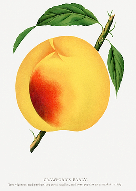 Crawford's Early Peach Illustration