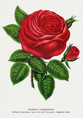 General Jacqueminot Rose Illustration