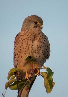 Kestrel perched on a branch