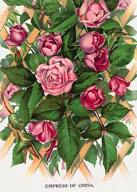 Empress of China Roses on Trellis