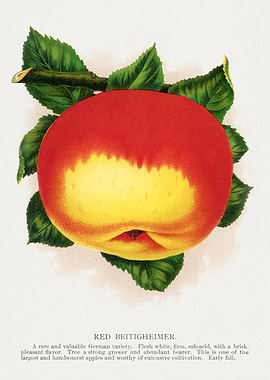 Red Beitigheimer Apple Illustration