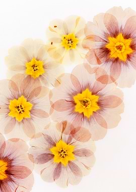 Overlayed Pressed Flowers