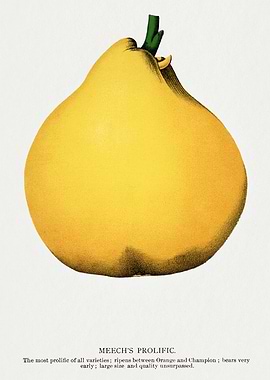 Meech's Prolific Fruit Illustration