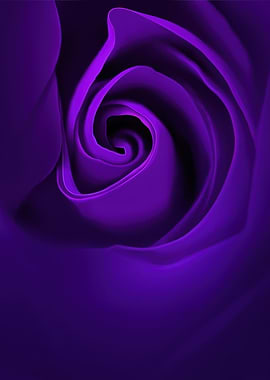 Close-up of a Purple Rose