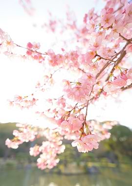 Pink Cherry Blossoms in Bloom