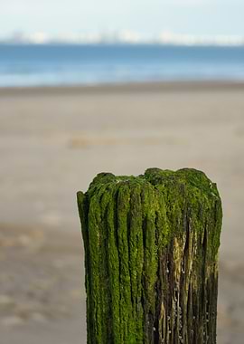 Mossy wooden post on a beach