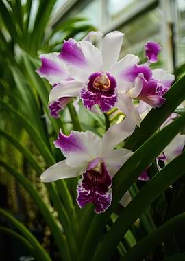 Orchid Flowers with Purple and White Petals
