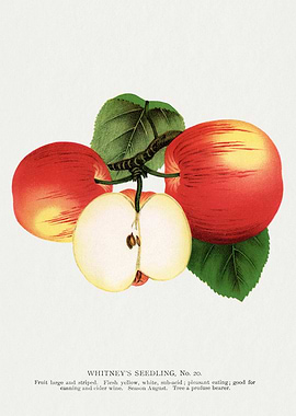 Whitney's Seedling Apples Illustration