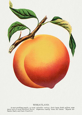 Vintage Wheatland Peach Illustration
