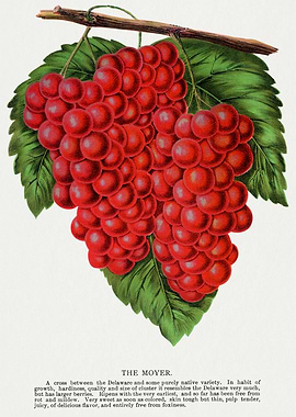 Vintage Moyer Grapes Illustration