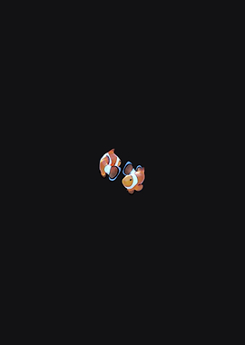 Two far Clownfish on Black Background