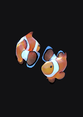 Two Clownfish on Black Background