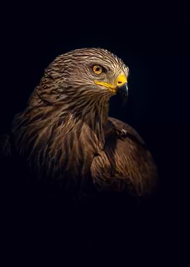 Close-up of a majestic eagle