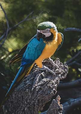 Blue and Gold Macaw Perched on a Branch
