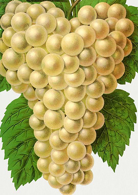Bunch of White Grapes with Green Leaves