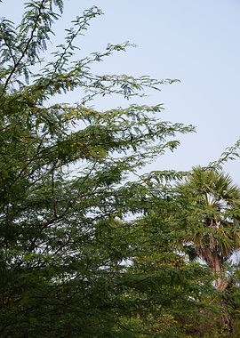 Serene Green Canopy Beneath a Soft Evening Sky