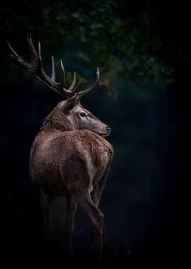Majestic Stag in Dark Forest