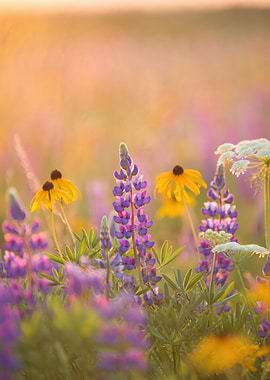 Wildflowers in Golden Hour Light