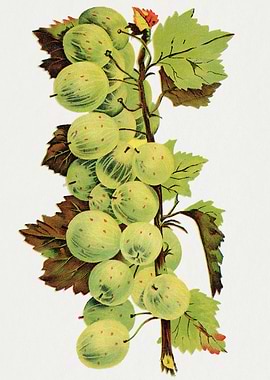 Vintage Gooseberry Branch Illustration