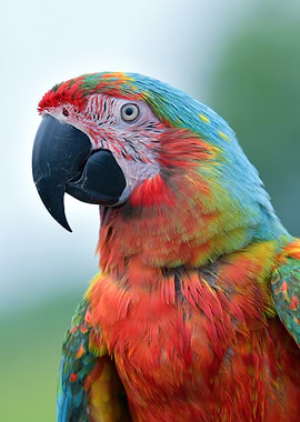 Close-up of a Colorful Macaw Parrot