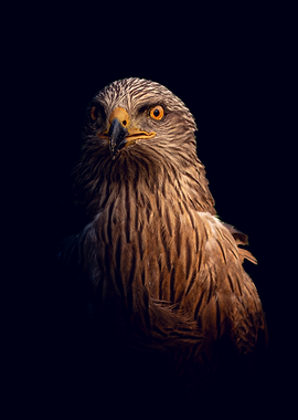 Close-up of a majestic eagle