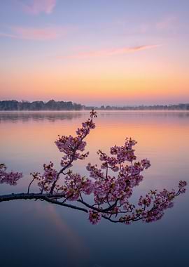 Cherry Blossoms at Sunrise