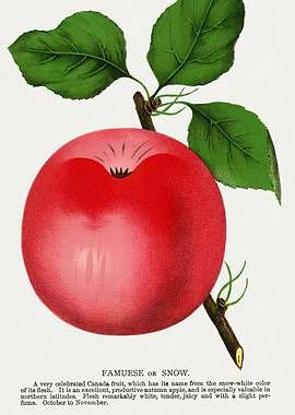 Vintage Apple Illustration