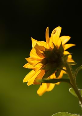 Backlit Yellow Sunflower