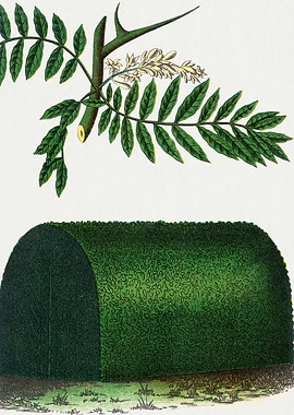 Botanical Illustration of a Thorny Branch and Hedge