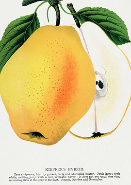 Kieffer's Hybrid Pear Illustration