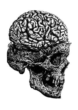 Skull with Brain Illustration