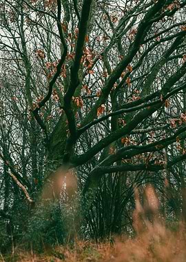 Bare Tree Branches in Autumn